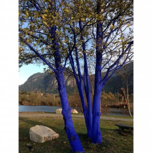 Blue-Trees-Squamish-LNG